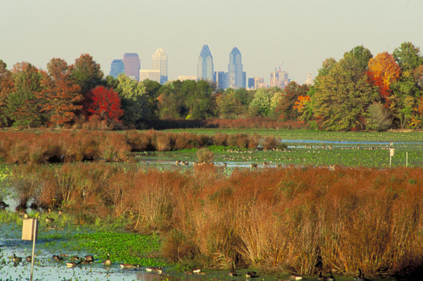 The John Heinz National Wildlife Refuge at Tinicum is a 1000-acre National Wildlife Refuge 45 minutes southeast of Longwood Gardens. 