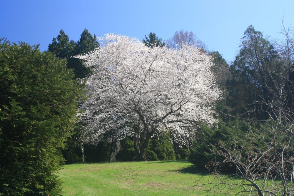 Widener Arboretum