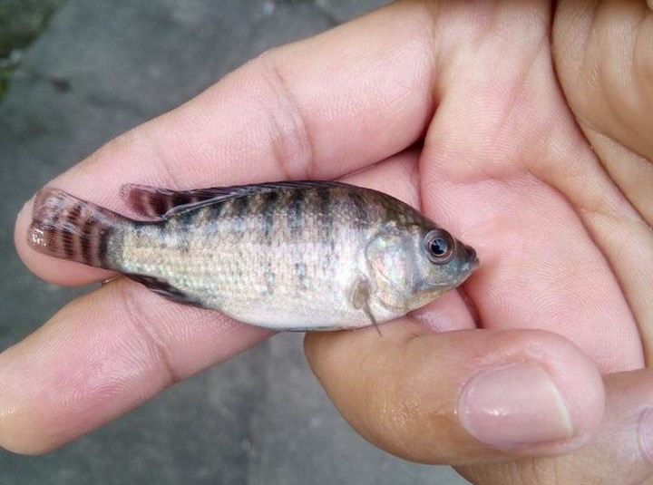 high-school-based program in aquaponics