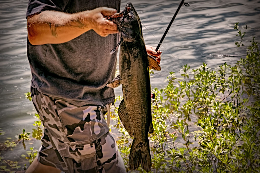 Catfish fisherman