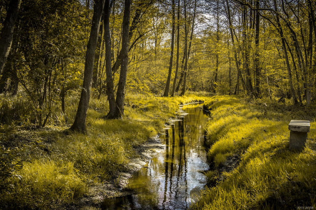 a stream in a forest.