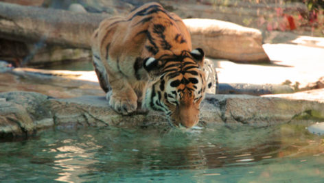 A tiger having a drink at the zoo