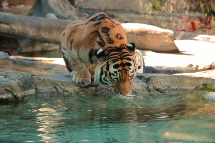 A tiger having a drink at the zoo
