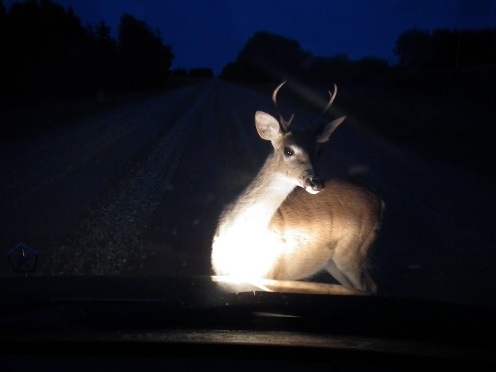 It’s Official … Pennsylvania Catches Most Deer in Headlights