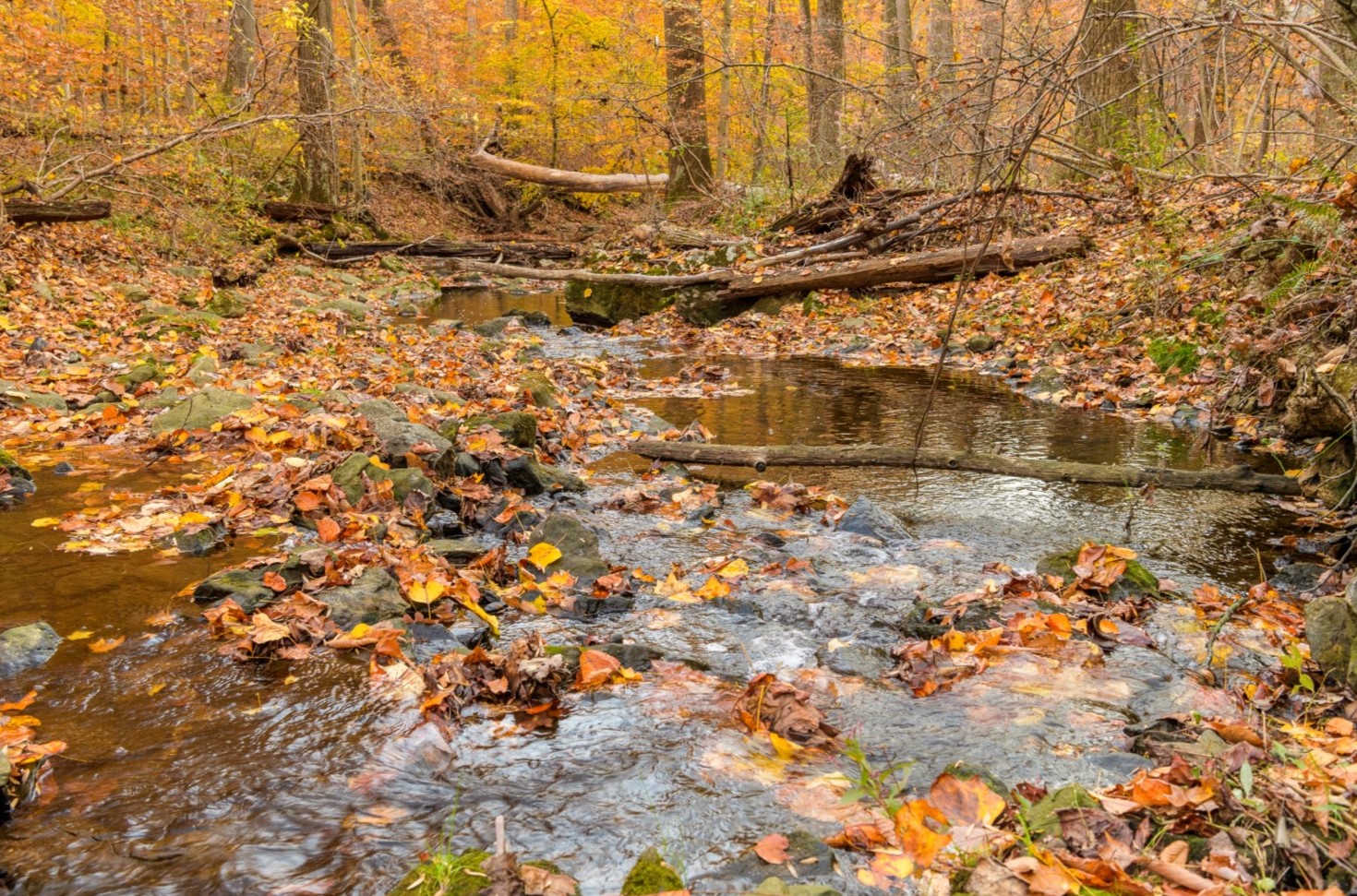 A stream in the forest at Beaver Valley in Chadds Ford.