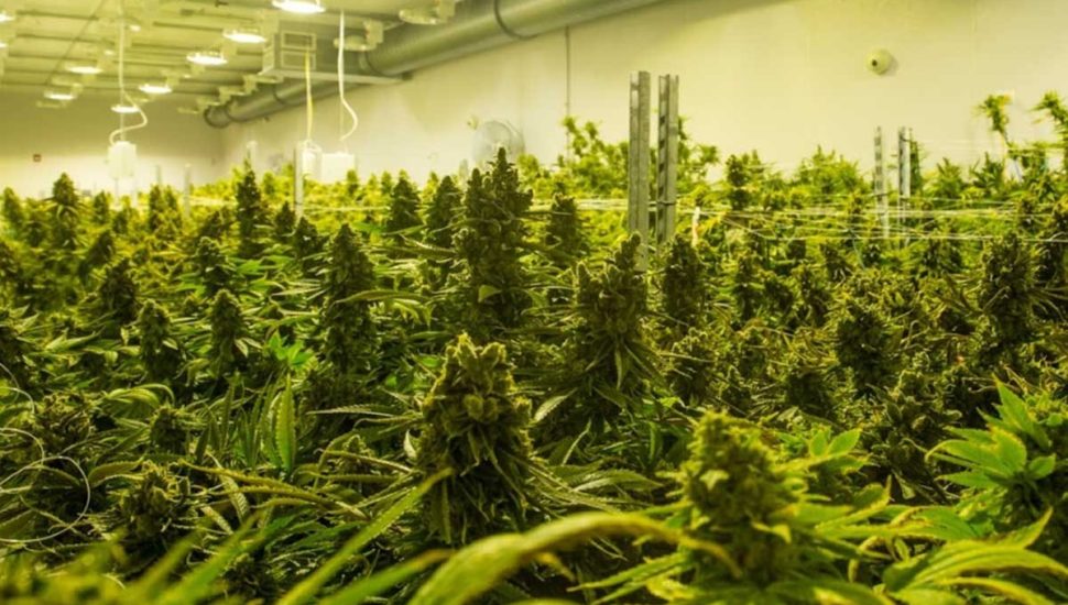 Pennsylvania’s Medical Marijuana Program to Enter Second Phase, Ramp Up in Size