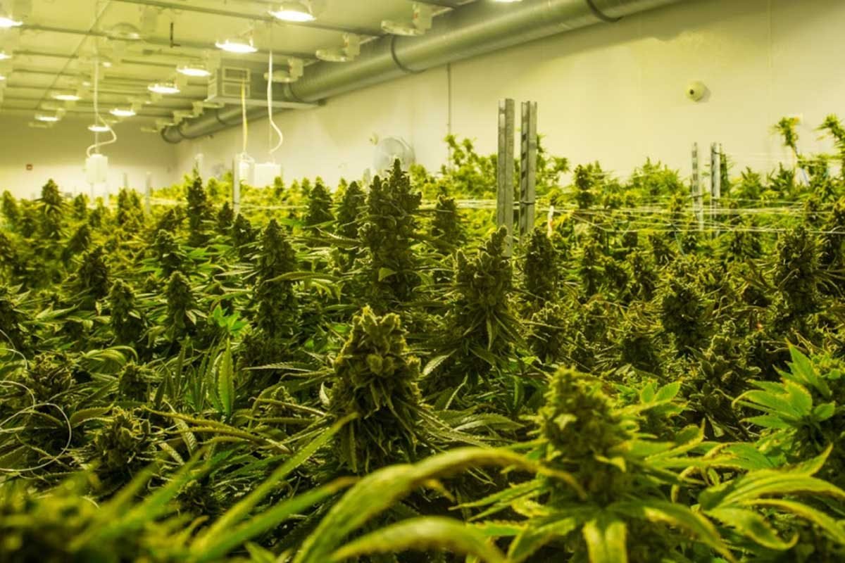 Pennsylvania’s Medical Marijuana Program to Enter Second Phase, Ramp Up in Size