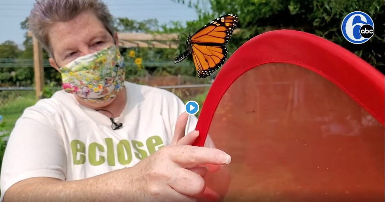 Ridley Park Woman Devoted to Saving the Monarch Butterfly From Extinction