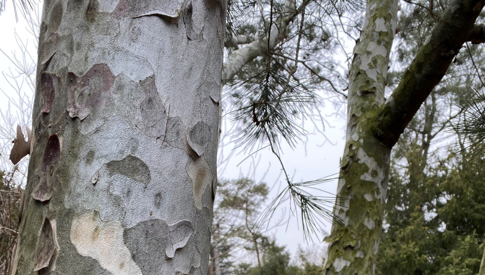 In the Garden with Andrew: The Majestic Pine
