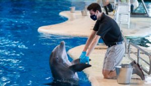 Julian Levin works with a dolphin at the National Aquarium in Baltimore