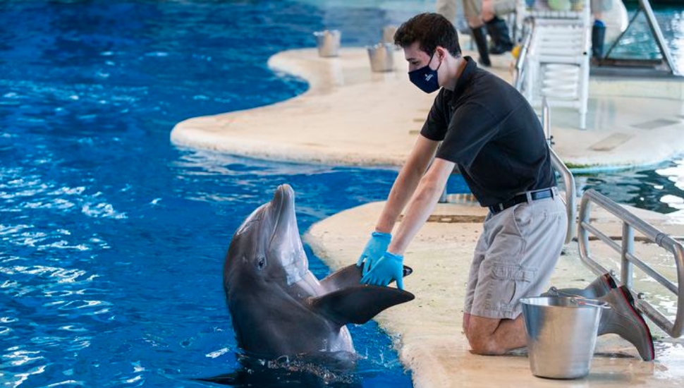 When COVID Ended Basketball, Swarthmore Player Turned to Dolphins