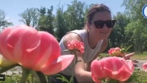 Woman looking at flowers in a Chadds Ford garden
