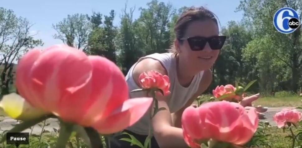 Woman looking at flowers in a Chadds Ford garden