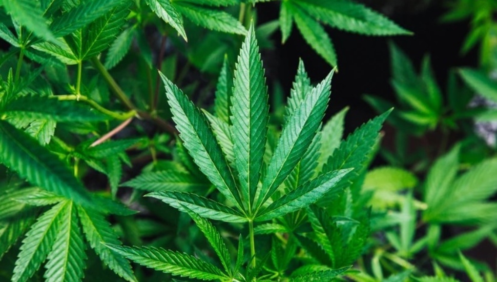 marijuana plant