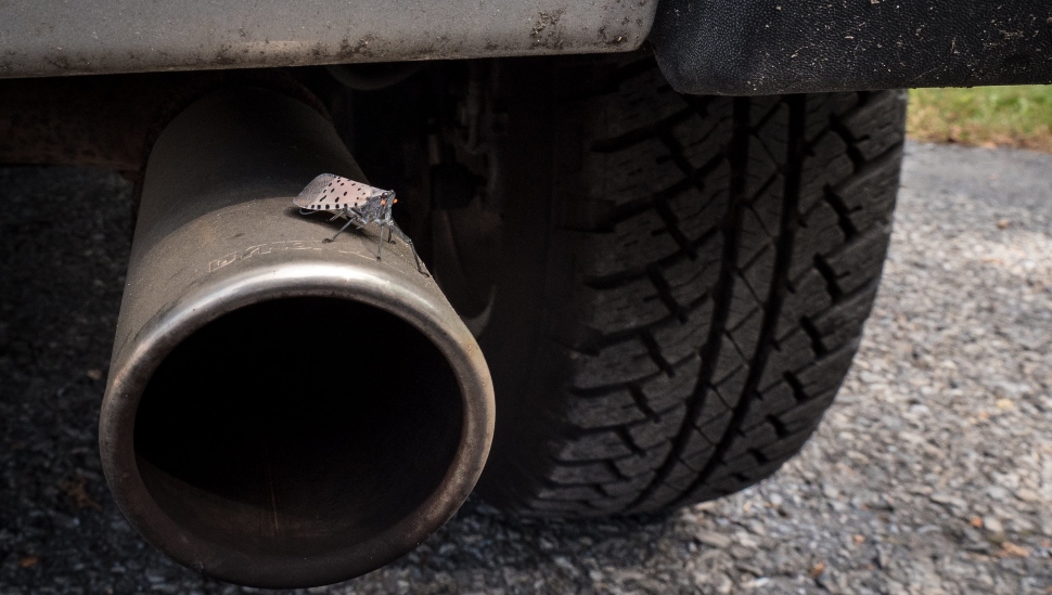 Lanternfly transport across state lines