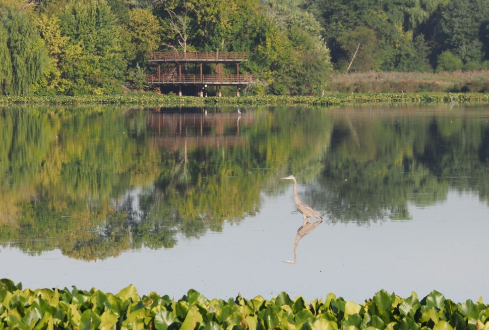 The John Heinz National Wildlife Refuge at Tinicum.