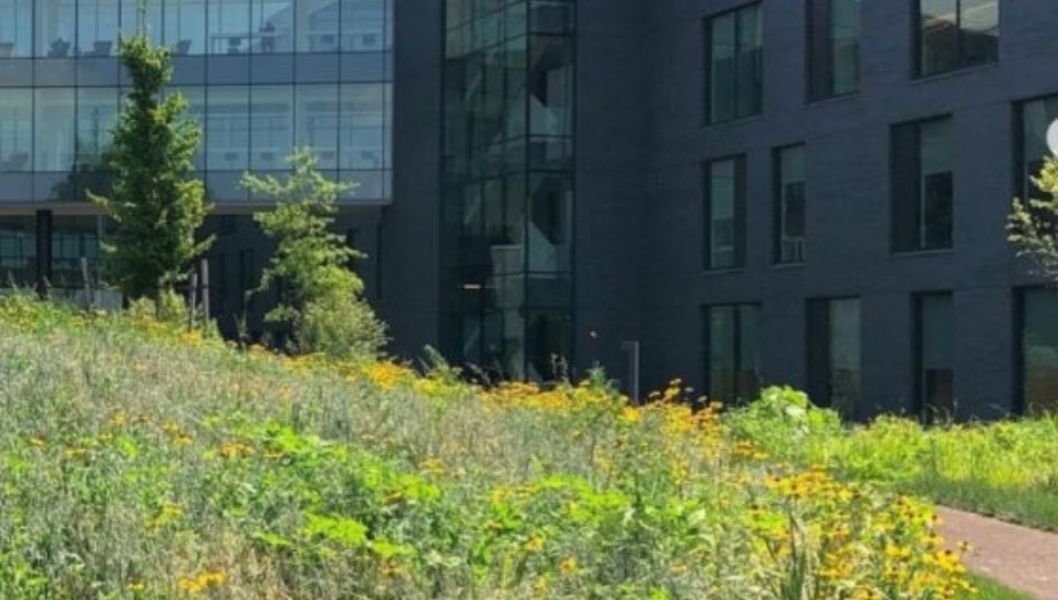 enn Medicine Radnor features rain gardens in its landscape design.