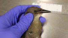 A juvenile (fledgling) starling examined at the Pennsylvania Diagnostic Laboratory System New Bolton Center in Kennett Square, Chester County.