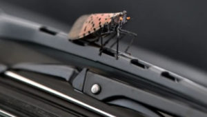 A spotted Lanternfly on a wiper blade from Oct. 5, 2020.