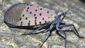 A close up of a Spotted Lanternfly. A new tool lets people see when an egg hatch will take place.