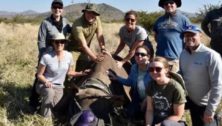 Heather Smith and the PARCA group dehorn rhinos so they won't be killed by poachers.