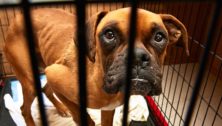 A dog in a cage at the ASPCA.