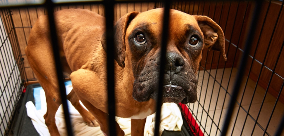A dog in a cage at the ASPCA.