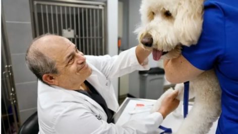 Veterinarian Michael Weiss D.V.M. smiles at “Gatsby” before taking a blood sample.