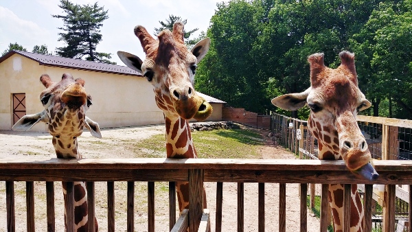 Elmwood Park Zoo Giraffe Feeding