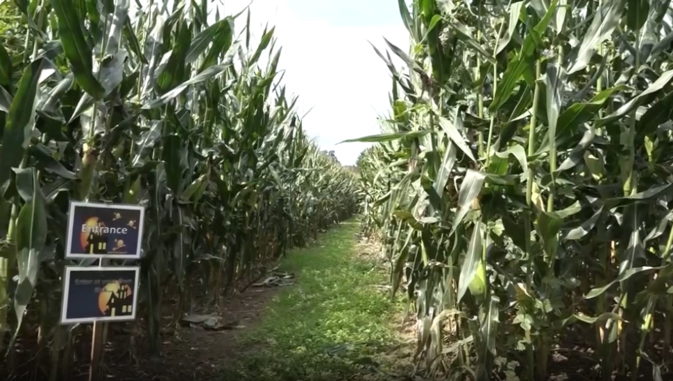 A Visit to This Corn Maze in Lincoln University Is Perfect for Families Stalking a Day of Fall Fun