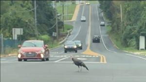 turkey in traffic