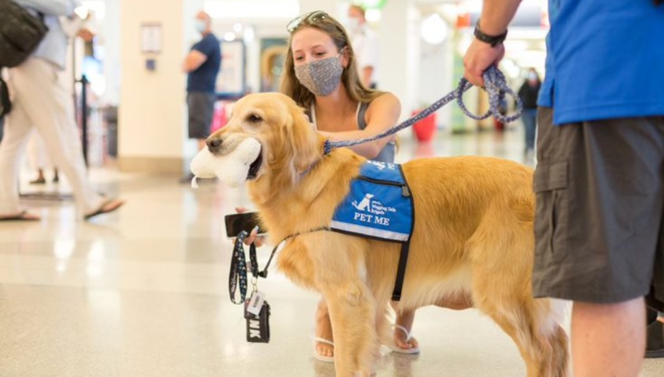 Wagging Dog Brigade Sooths Passenger Anxiety at Philadelphia Airport