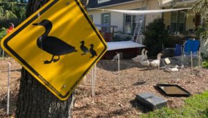 A duck crossing sign at an urban farm at a Drexel Hill home.