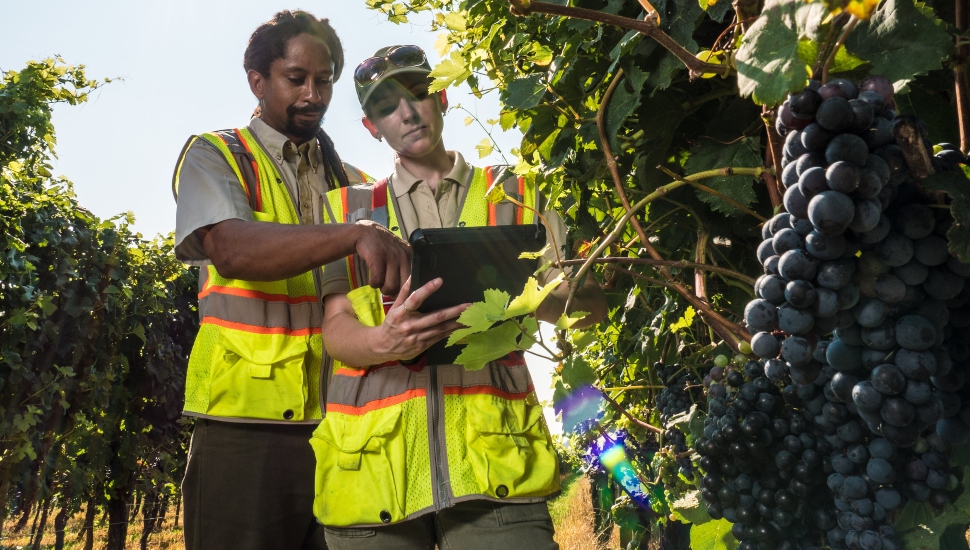 men inspecting grapes