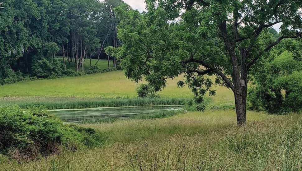 Part of the Brinton Run Preserve in Chadds Ford.