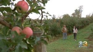 Apples ready to be picked in the foreground with a man and woman in the background.