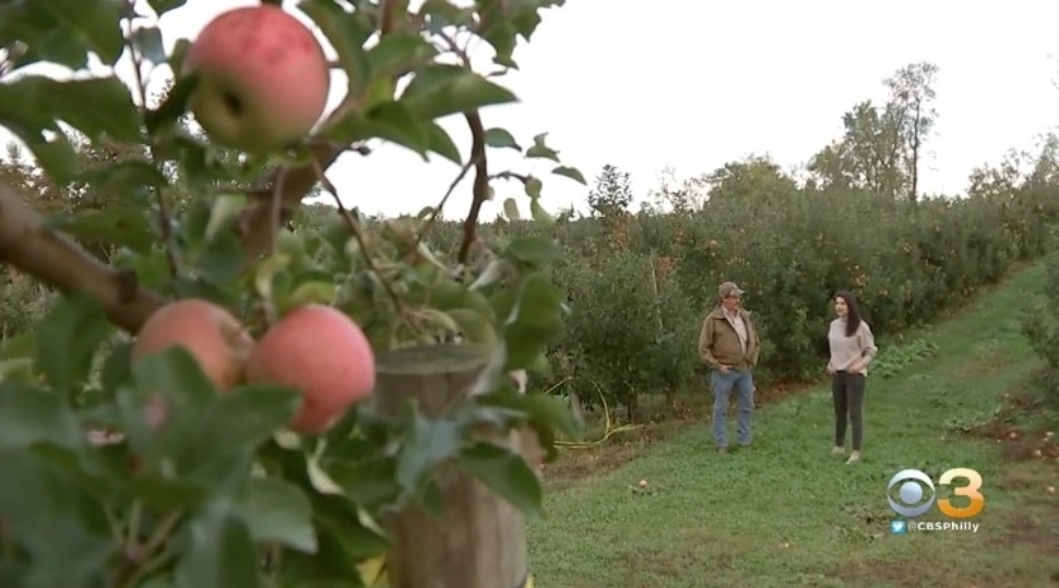 Apples ready to be picked in the foreground with a man and woman in the background.