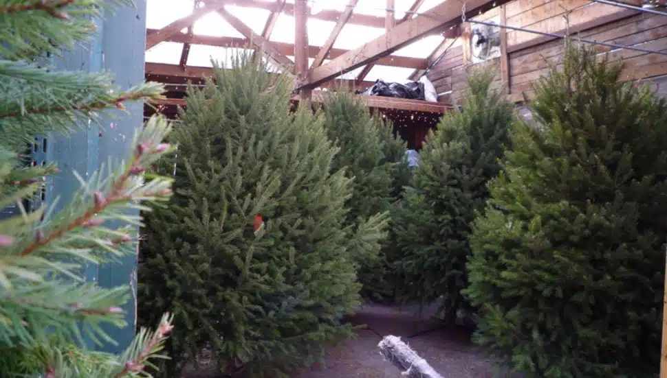 Delaware Tree Grower Advises Early Purchase of Your 2021 Christmas Tree