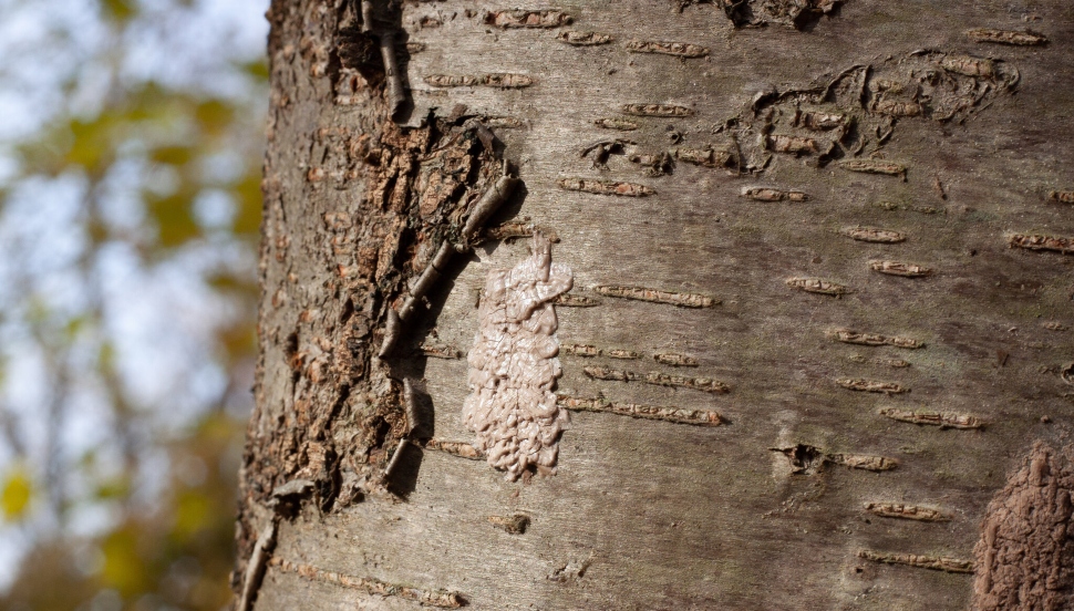 tree trunk