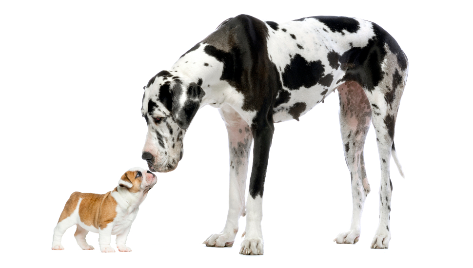 Great Dane looking at a French Bulldog puppy.