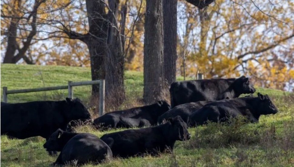 Cows grazing in a field under trees.
