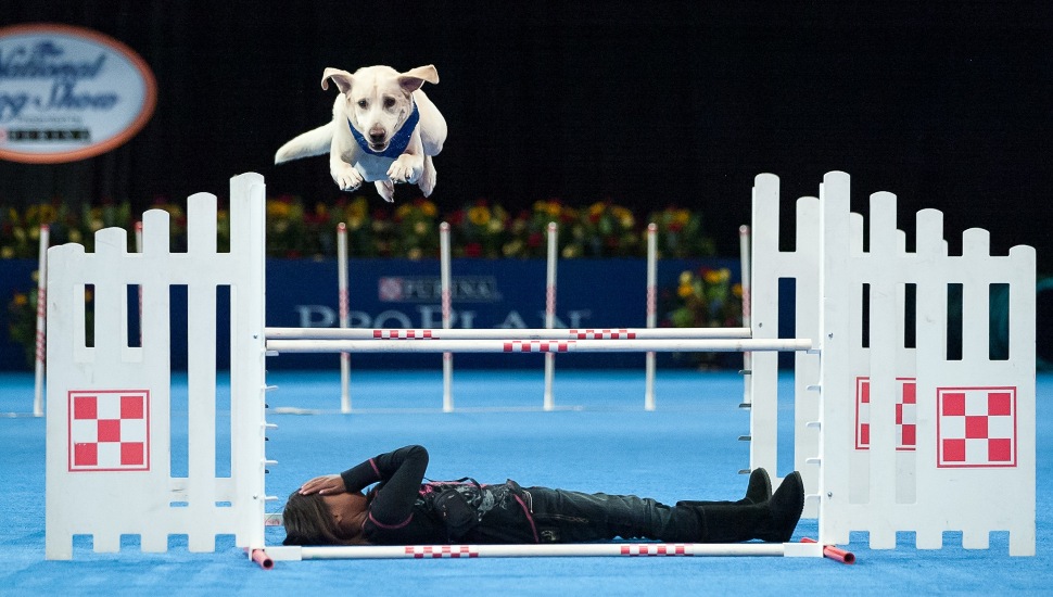 Agile dogs