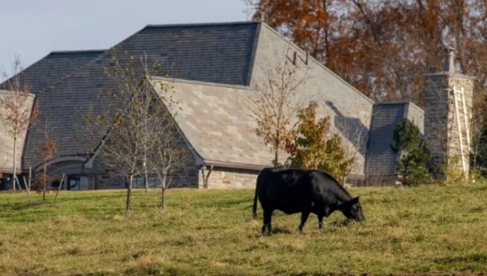 A cow grazes on land once part of teh Ardrossan Estate in Radnor.