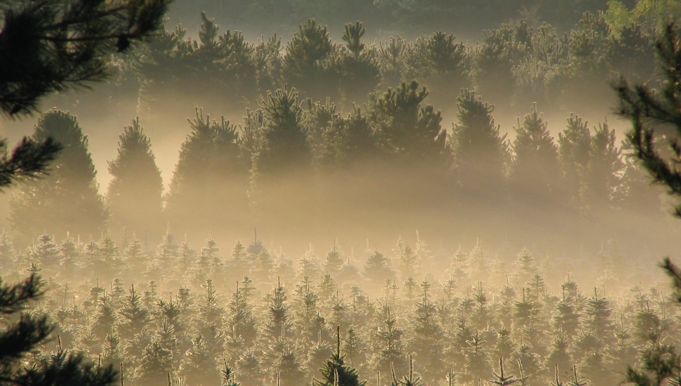 trees in the mist