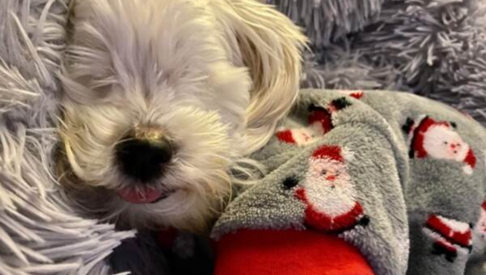 Fanta, a Delco Dawgs foster pup.