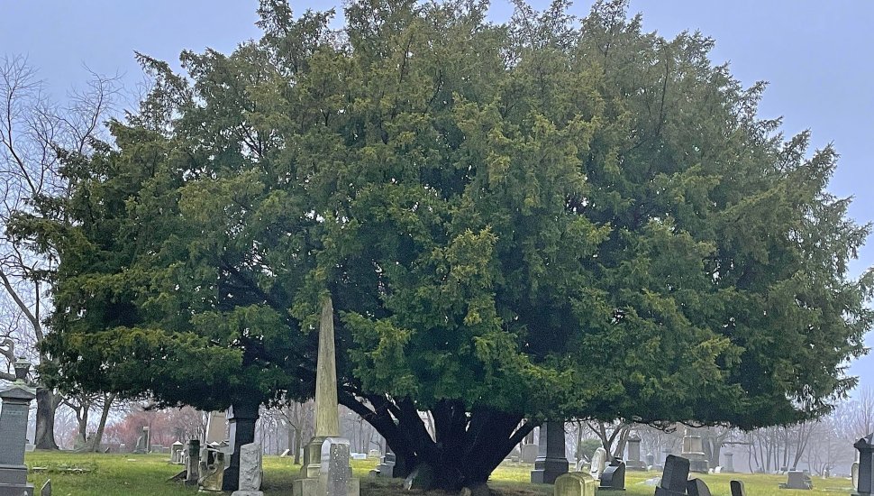 Mount Moriah Cemetery and Arboretum