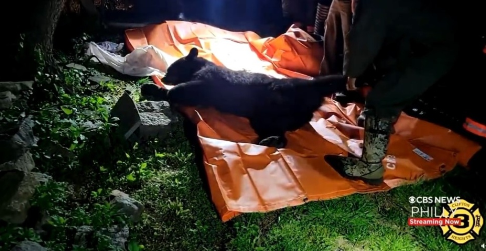 Black bear asleep on tarp.