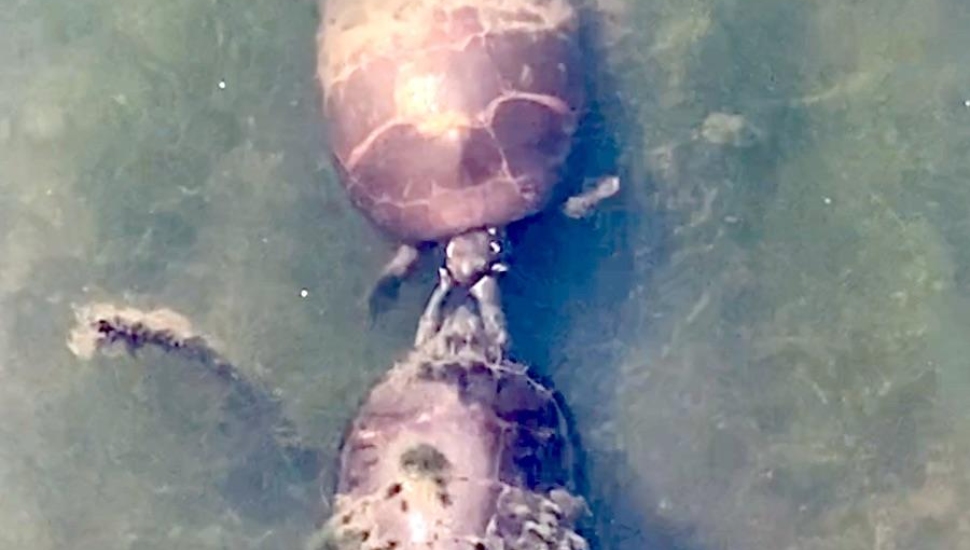 Video of Precursor Turtle Sex at Heinz Wildlife Refuge in Tinicum Goes Viral