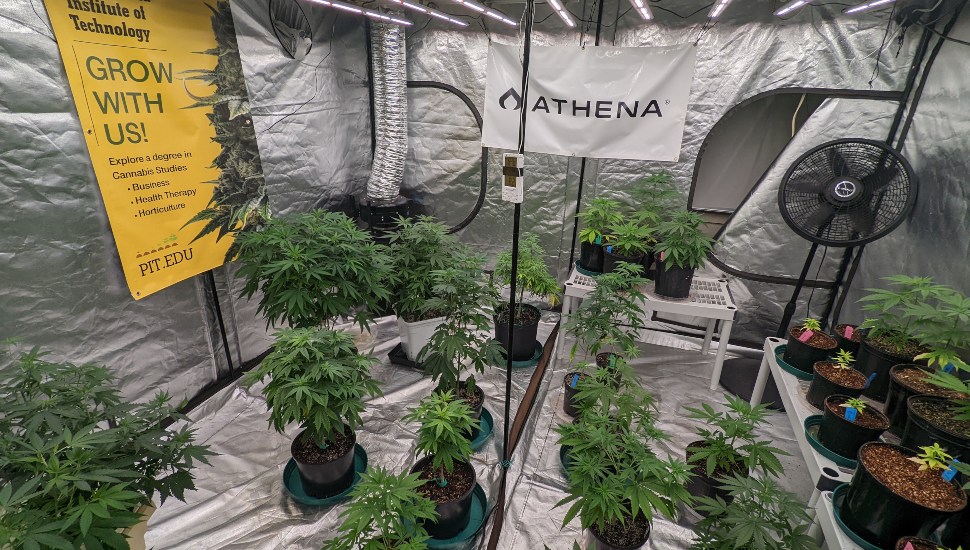 A cannabis lab at the Pennsylvania Institute of Technology