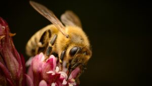 A honey bee feeds on nectar from a butterbur flower.